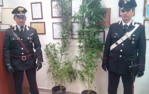 Coltiva marijuana nel bagno di casa: arrestata giovane coppia