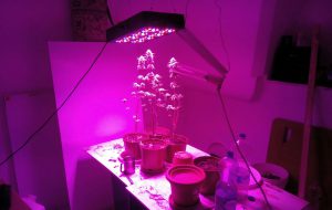In casa una serra artigianale con 10 piante di marijuana e hashish