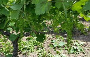La grandine arreca danni seri all’agricoltura in provincia di Taranto e Brindisi