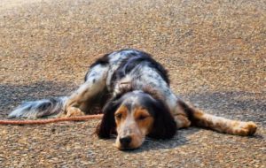 Cosa faccio se trovo un cane abbandonato: i consigli di Aidaa