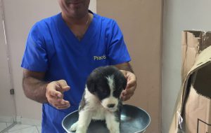 L’On. Ciracì, in vacanza in Grecia, si tuffa nel fiume e salva cinque cuccioli