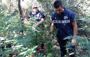 Maxipiantagione di marijuana nella selva di Fasano: arrestati tre giovani