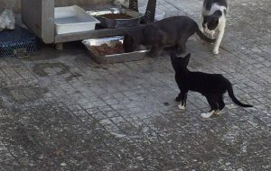 Rubano i gatti dal Cimitero, Aidaa: “conosciamo i responsabili”