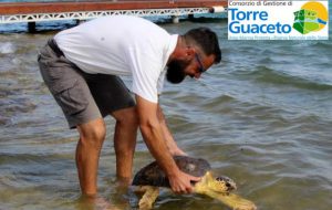 Liberate sei tartarughe a Torre Guaceto