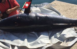 Pesca tonno rosso di oltre 40 Kg: 6.000 euro di multa e pesce donato alla Caritas