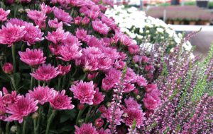 Domenica 25 anche a Ceglie Messapica il primo Garden Festival d’autunno