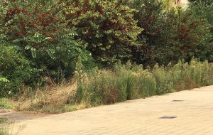 Interventi straordinari di pulizia nelle scuole superiori di Ceglie Messapica