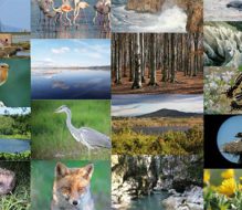 Tutto pronto a Torre Guaceto per “La festa delle Oasi del WWF”