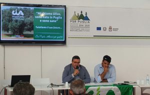Olivicoltura e Xylella: le proposte della CIA per il rilancio del settore in Puglia”