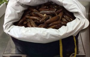 Sbuca dall’acqua con 6 Kg. di datteri e trova la Guardia Costiera: denunciato sub brindisino