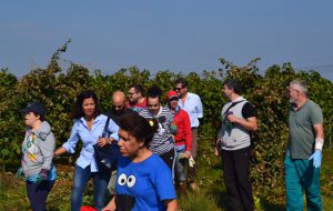 Torna la vendemmia solidale: i ragazzi di “Oltre l’Orizzonte” nei terreni di Tenute Lu Spada