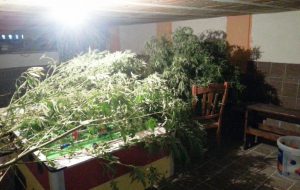 Arrestato spacciatore di marijuana: sequestrate piante e dosi