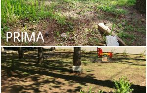 Guerrilla Gardening: un tocco di colore a San Vito dei Normanni