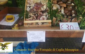 Vende funghi freschi senza autorizzazione: arrivano sequestro e multa di 344 euro