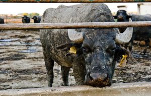 Brindisi è l’unica provincia meridionale indenne da brucellosi ovicaprina
