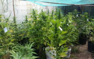 Volanti: sequestrata mezza tonnellata di Marijuana