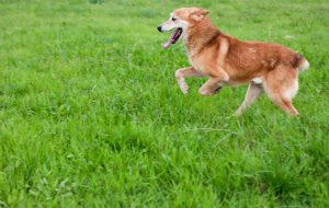 Adotta un cane: campagna della Lepa al Parco Cillarese