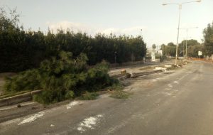 I pini di via Silletti e la corretta pianificazione del verde pubblico