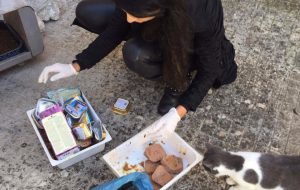 Colonia felina del cimitero: le precisazioni di Aidaa