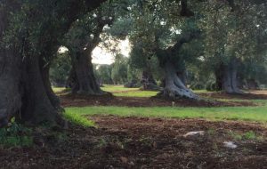 Ad Ostuni parte il corso introduttivo all’analisi sensoriale degli olii di oliva