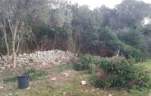 Due albanesi denunciati per furto di legname
