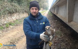 Soccorsa poiana ferita a Torre Guaceto