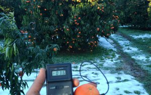 Emergenza neve, CIA Puglia: “Subito sgravi fiscali e fondi straordinari”