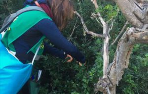 Torre Guaceto non è stata attaccata dalla Xylella
