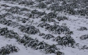 Danni da nevicate e gelate: positivo l’annuncio del Ministro Martina di concedere la deroga al fondo di solidarietà
