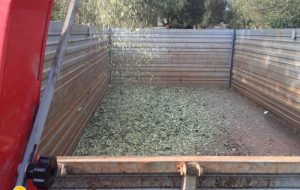 Buone pratiche in agricoltura: al via la cippatura nella Riserva di Torre Guaceto