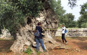 Arriva il Premio per il miglior ulivo monumentale di Puglia 2017