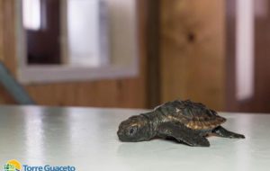 Recuperate due baby tartarughe a Torre Guaceto