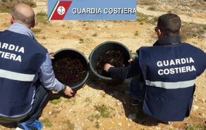 Sequestrati 500 ricci di mare