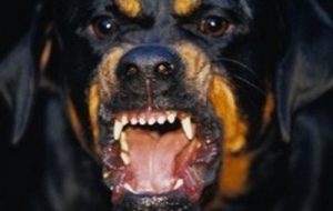 Aizza i cani contro i carabinieri per evitare perquisizione