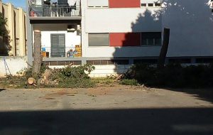 Alberi abbattuti senza una ragione: ma che male stavano facendo?