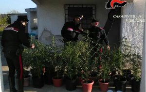 I Carabinieri vanno per contestare un allaccio abusivo alla rete elettrica ma trovano tantissima marijuana
