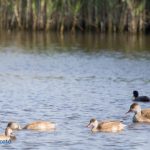 migratori torre guaceto (1)