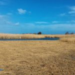 migratori torre guaceto (3)