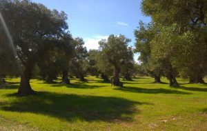 Traffico di stupefacenti: sequestrata casa di campagna a cittadino britannico