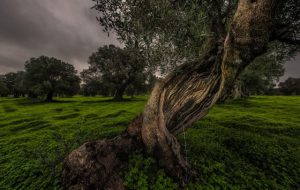 Lignum Hero Est: ad Ostuni performance artistica di Fabrizio Fontana e Paolo Loschi