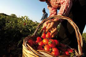 24enne del Niger sfruttato in campagna: nei guai proprietario di azienda agricola