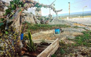 Tra bellezza, manutenzione e rischio Xylella, Ostuni Green Riot torna in azione