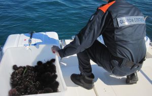 Pesca abusiva: sequestrati ricci, cozze e pesci serra; multe per 7mila euro