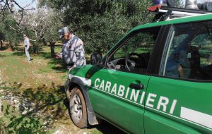 Xylella, scarso rispetto della normativa per evitare la diffusione: multe per 841mila euro