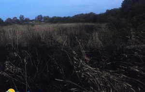 Hanno provato a dare fuoco alla Riserva di Torre Guaceto: distrutti due ettari