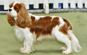 A Tenute Carrisi il Raduno dei Cavalier King Charles  Spaniel