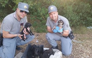 I forestali salvano sei cuccioli abbandonati in un boschetto: adesso sono al canile in attesa di adozione