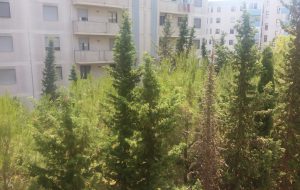 Rischio incendio alla Minnuta: alberi troppo a ridosso delle abitazioni
