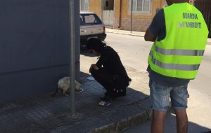 Gatto malato curato dal veterinario sul ciglio della strada