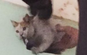 Grande gioia per il salvataggio di Luna, la gattina caduta in un comignolo e salvata dopo 5 giorni